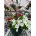 10" Assorted Annual Hanging Basket